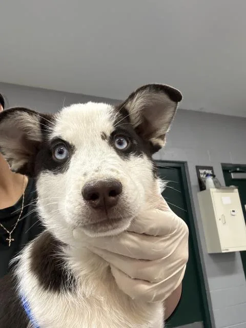 A baby small-sized female Australian Cattle Dog / Blue Heeler dog named A for adoption in Thousand Palms, CA
