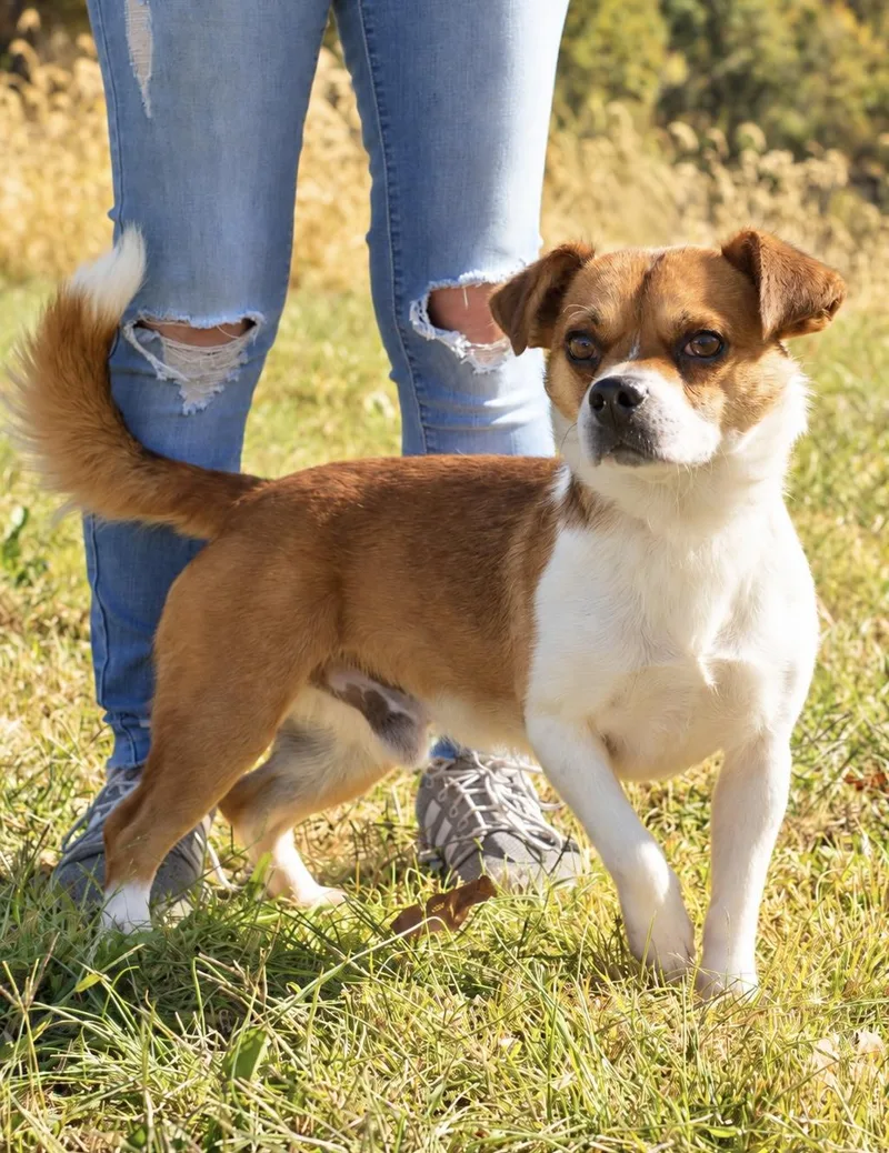 An adult medium-sized male Terrier dog named Gizmo for adoption in Dixon, KY
