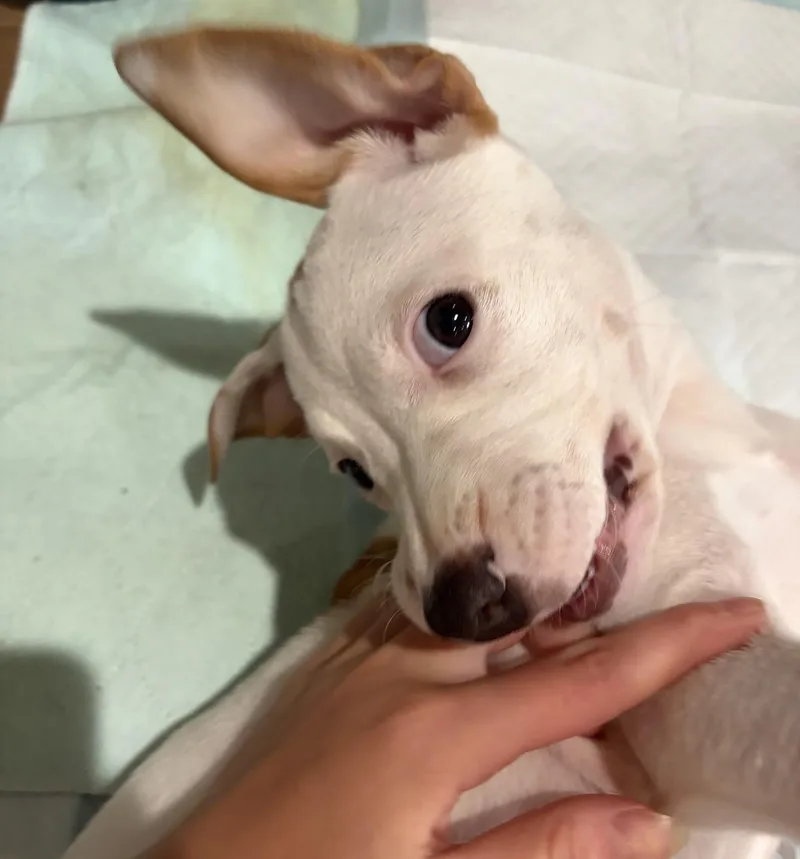 Cleo thumbnail 3