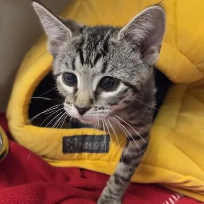 A baby small-sized female Domestic Short Hair cat named Cpo for adoption in Voorhees, NJ