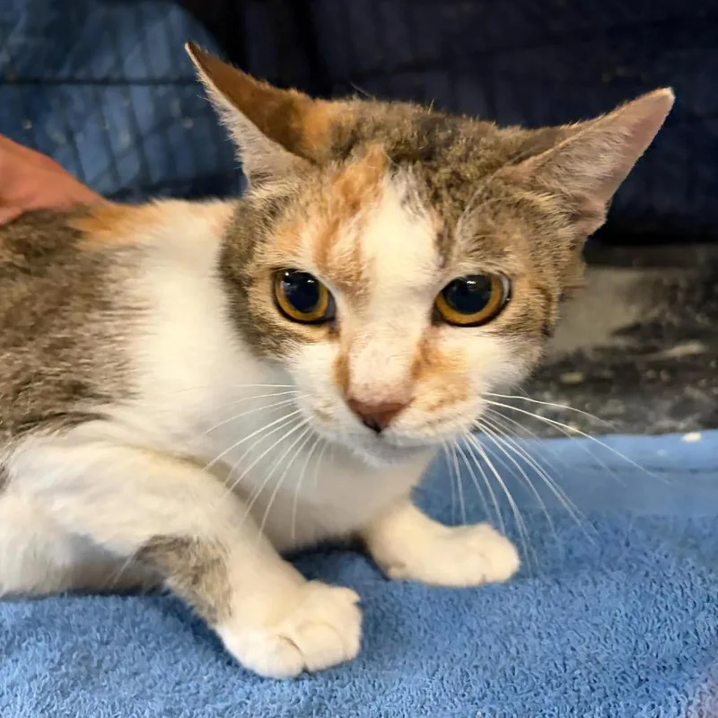 An adult medium-sized female Torbie Domestic Short Hair cat named Marci for adoption in Williston, FL