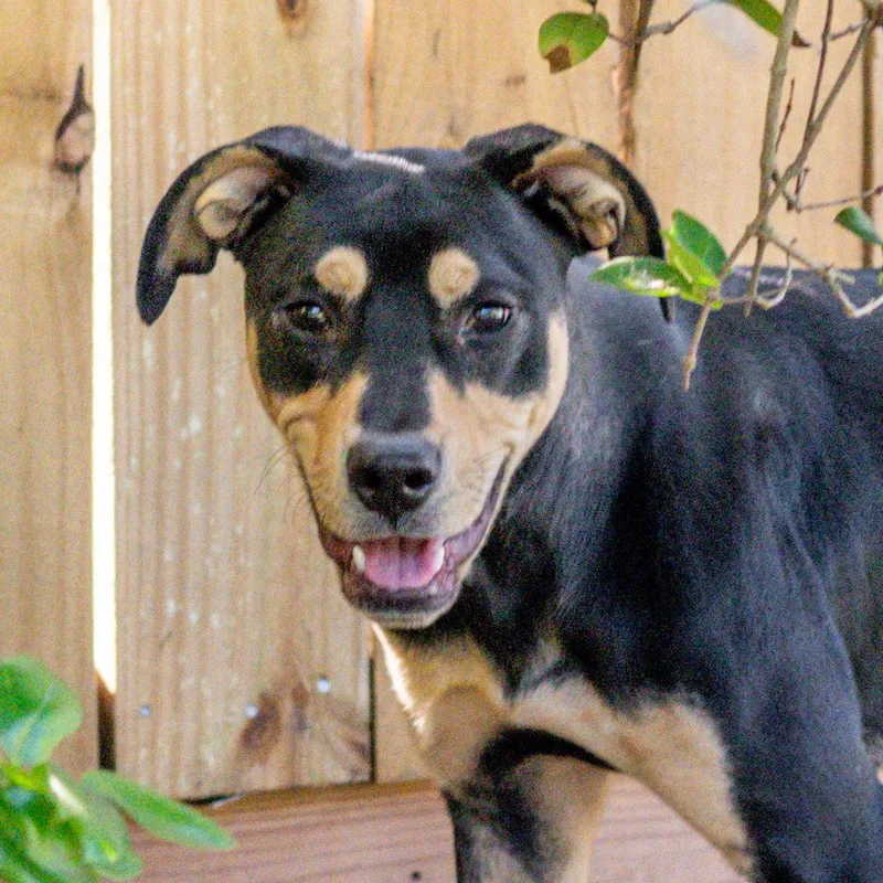 A young medium-sized male Terrier dog named Bacardi for adoption in Hilton Head Island, SC