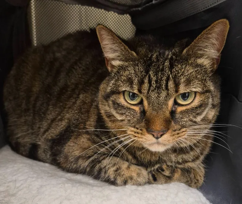 An adult medium-sized female Domestic Short Hair cat named Calista for adoption in Christiansburg, VA