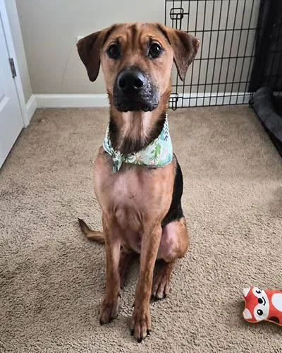 An adult medium-sized male Black Hound dog named Rocky for adoption in Lake Wylie, SC