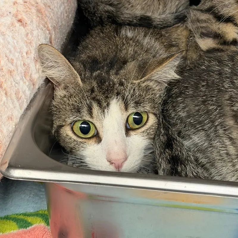 A young medium-sized female White Domestic Short Hair cat named Tattoo for adoption in Blairsville, GA