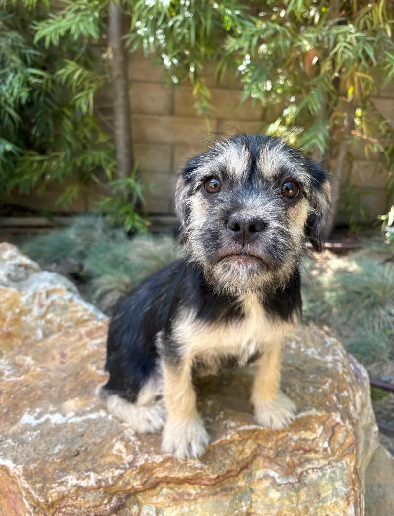 A baby small-sized female Terrier dog named Lexus for adoption in Thousand Oaks, CA