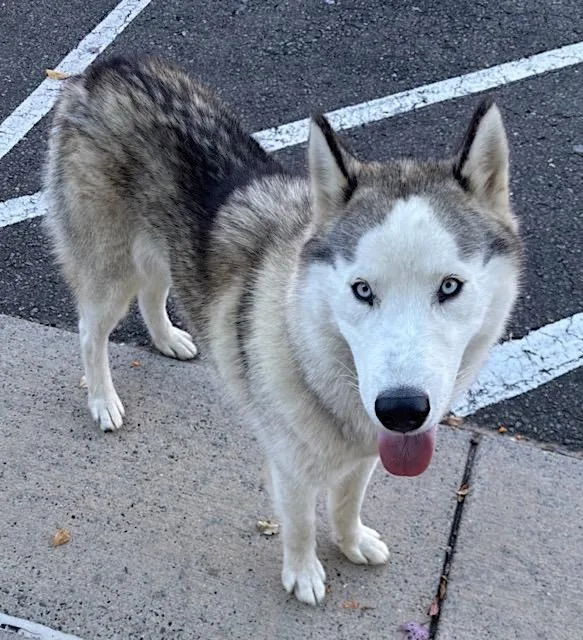 Francesco Rivaldi thumbnail 2