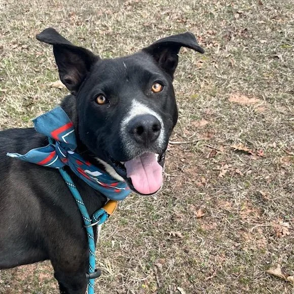 A young medium-sized male Black Labrador Retriever dog named Wags for adoption in Spring, TX