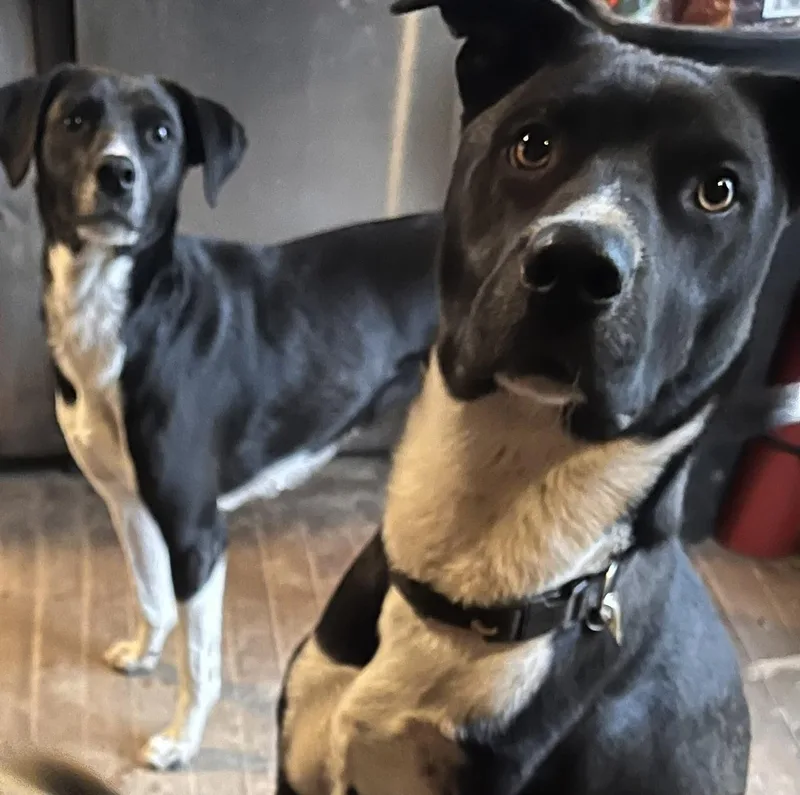 Wags thumbnail 2