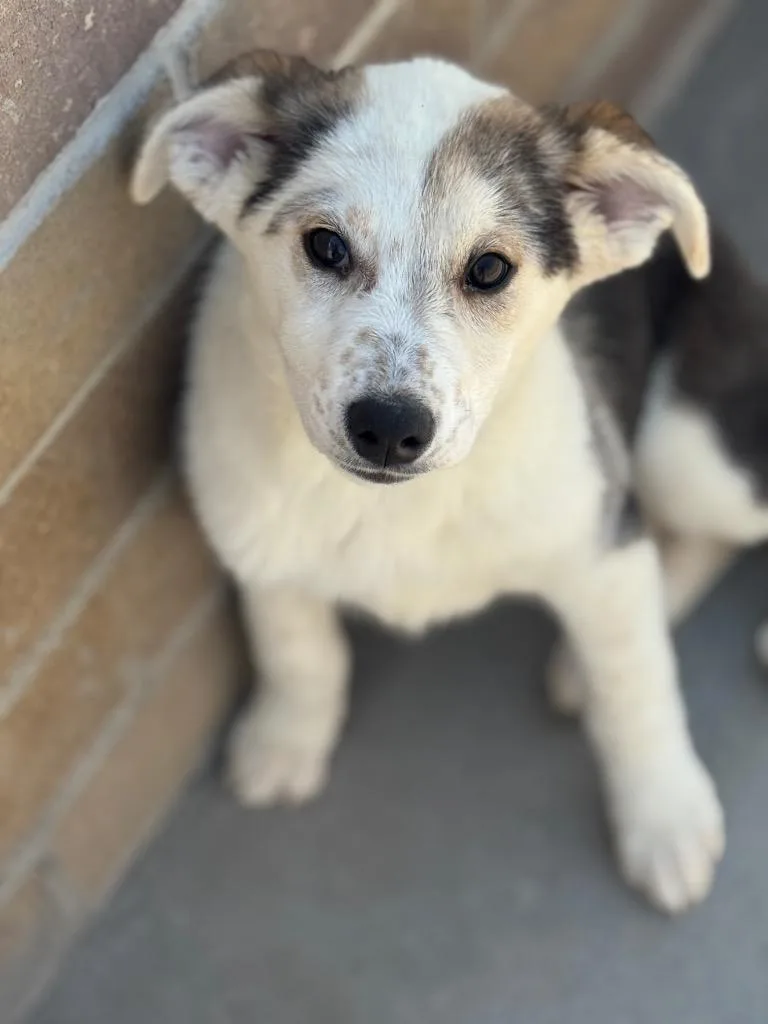 A baby medium-sized female Australian Cattle Dog / Blue Heeler dog named Bingsu for adoption in Fort Lupton, CO