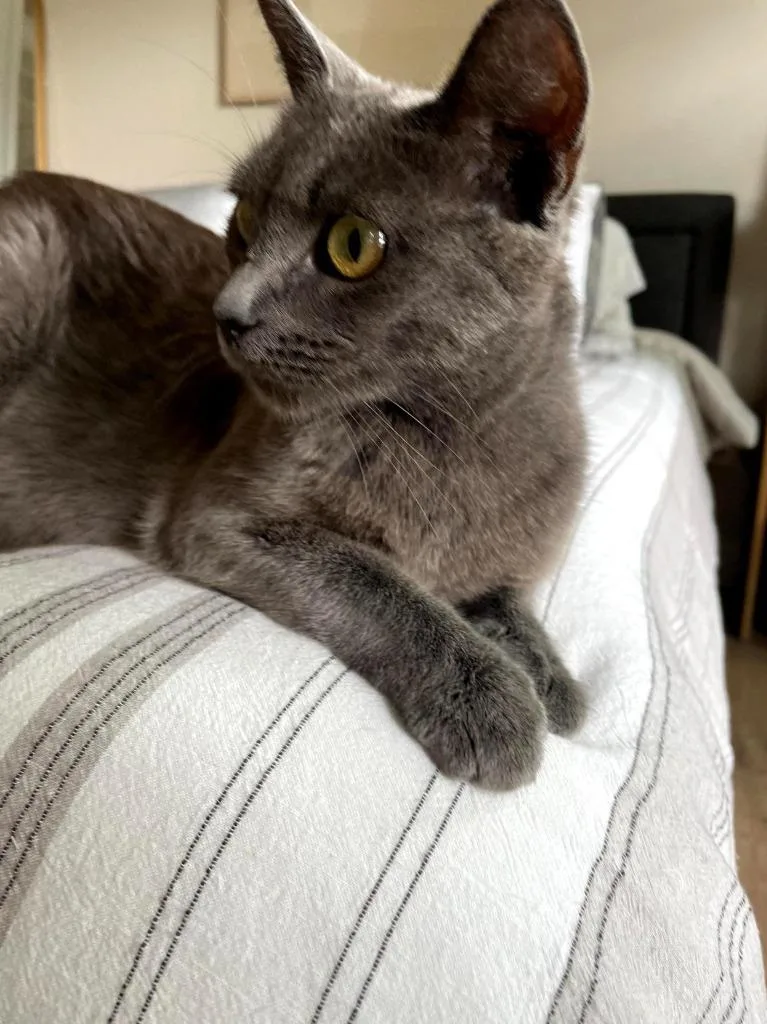 An adult small-sized female Domestic Short Hair cat named Sourdough for adoption in Fayetteville, AR