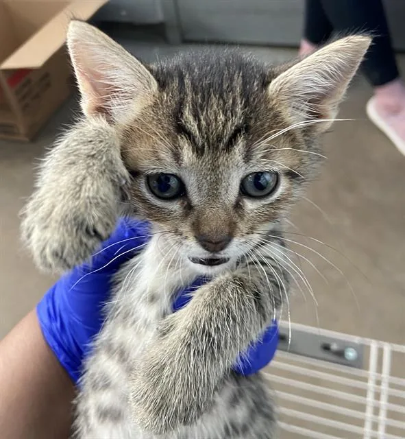 A baby medium-sized male Domestic Short Hair cat named Buzz for adoption in Dallas, TX