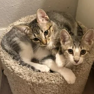 A baby small-sized female Gray / Blue / Silver Domestic Short Hair cat named Heinz for adoption in San Antonio, TX