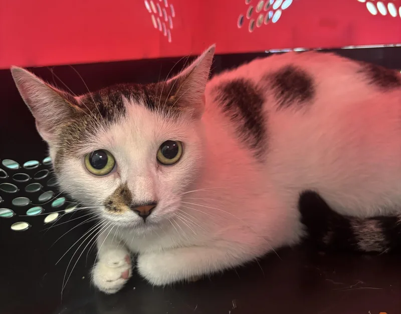 A young small-sized female Domestic Short Hair cat named Cherry for adoption in San Pedro, CA