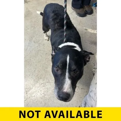 A senior large-sized male Mixed Breed dog named Johto for adoption in Eugene, OR