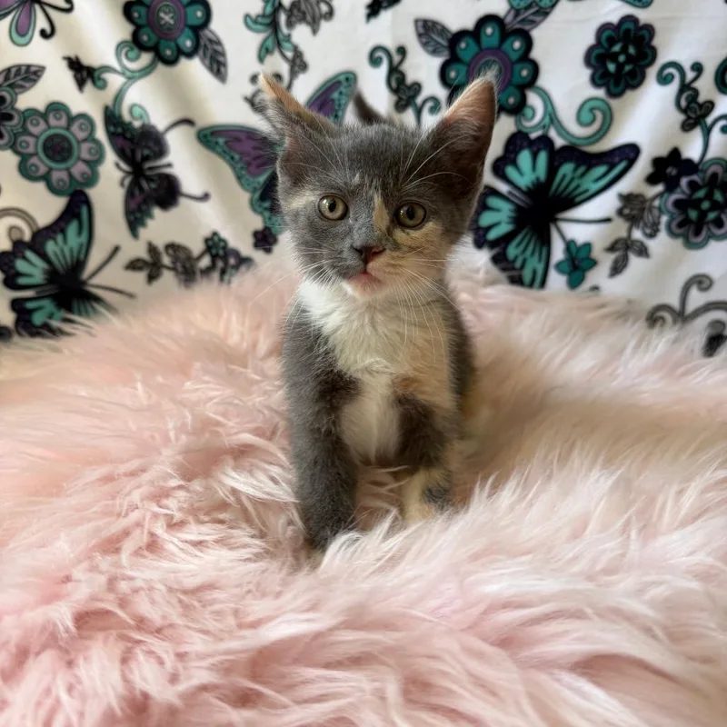 A baby small-sized female Tortoiseshell Domestic Medium Hair cat named Grasshopper for adoption in Deerfield, IL