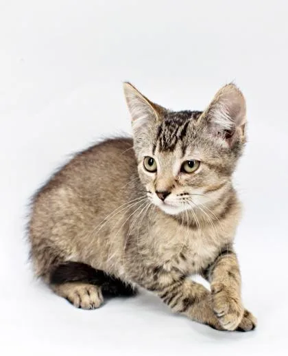 A baby small-sized female Domestic Short Hair cat named Raspberry for adoption in Morton Grove, IL