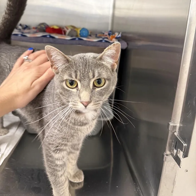 An adult medium-sized female Gray / Blue / Silver Domestic Short Hair cat named Cookie for adoption in Hamburg, NY