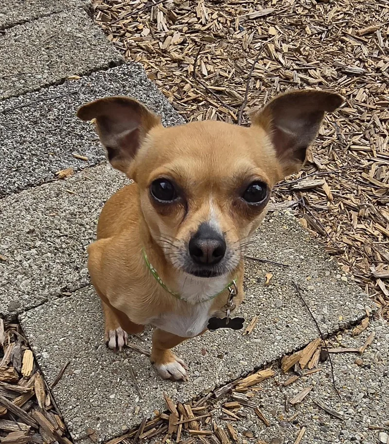 An adult small-sized male Red / Chestnut / Orange Chihuahua dog named Oscar for adoption in Lincolnshire, IL