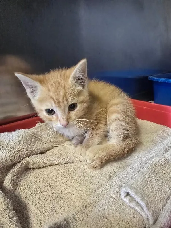 A young medium-sized male Domestic Short Hair cat named Gator for adoption in Cortland, NY
