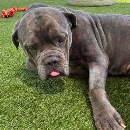 An adult extra large-sized male Mastiff dog named Slug for adoption in Gastonia, NC