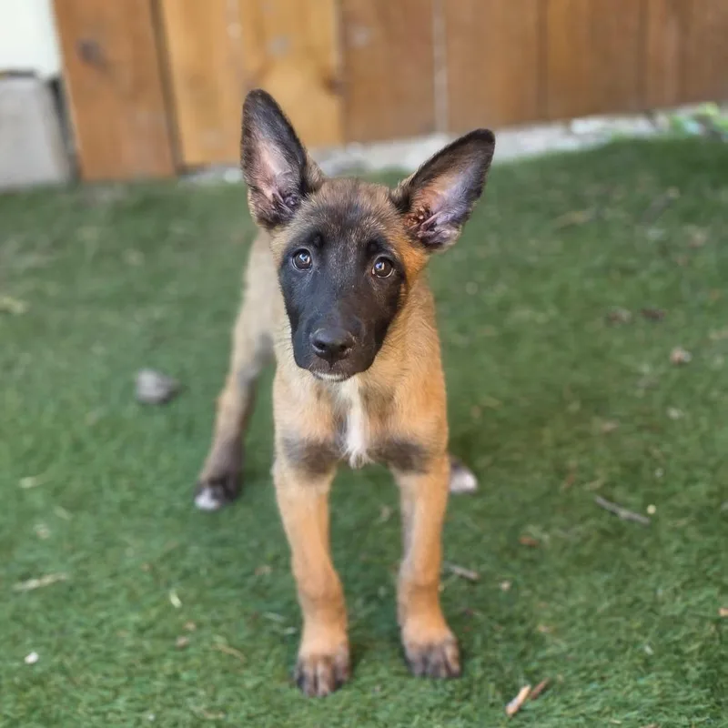 A baby medium-sized female Yellow / Tan / Blond / Fawn Belgian Shepherd / Malinois dog named Victoria KL for adoption in Austin, TX