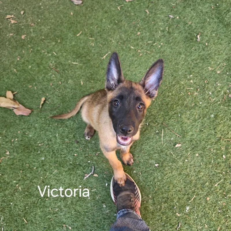 Victoria KL thumbnail 4