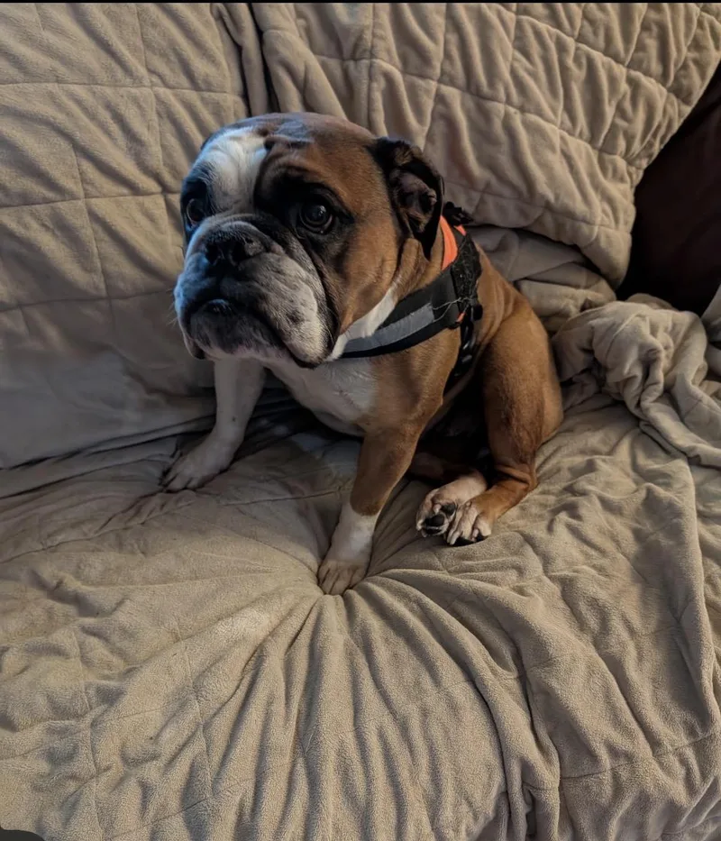 An adult medium-sized female Brown / Chocolate English Bulldog dog named Margaret for adoption in Bonneau, SC