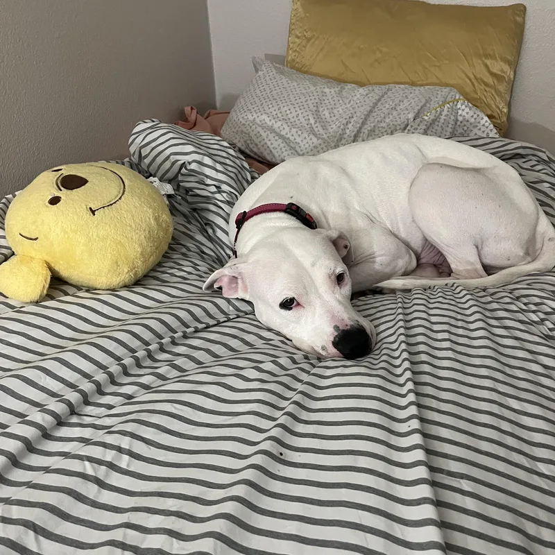 A young medium-sized female White / Cream Pit Bull Terrier dog named Sweetie for adoption in Cool, CA
