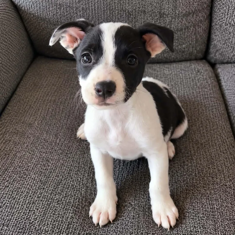 A baby medium-sized female Border Collie dog named Azula for adoption in Brewton, AL