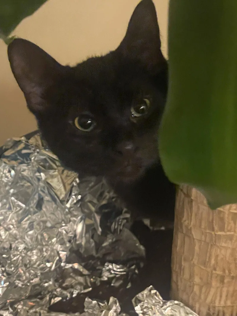 A baby medium-sized female Black Domestic Short Hair cat named RiRi for adoption in Walled Lake, MI