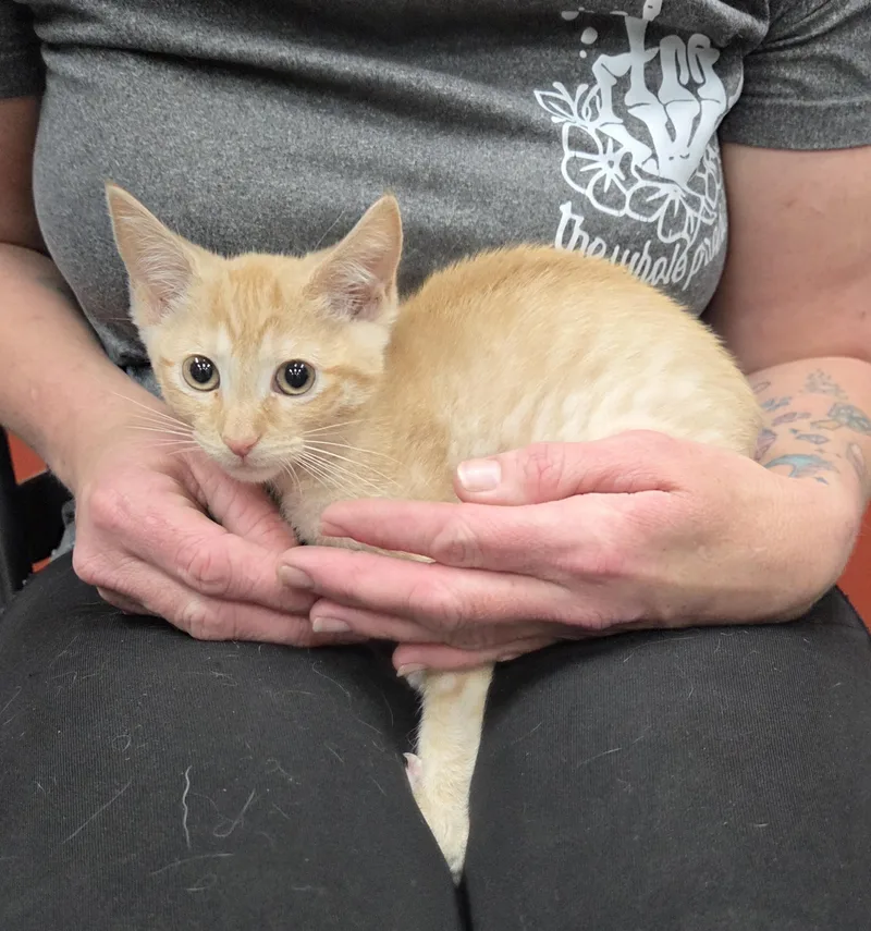 A young medium-sized female Tabby (Orange / Red) Domestic Short Hair cat named Sunkist for adoption in Parsons, KS