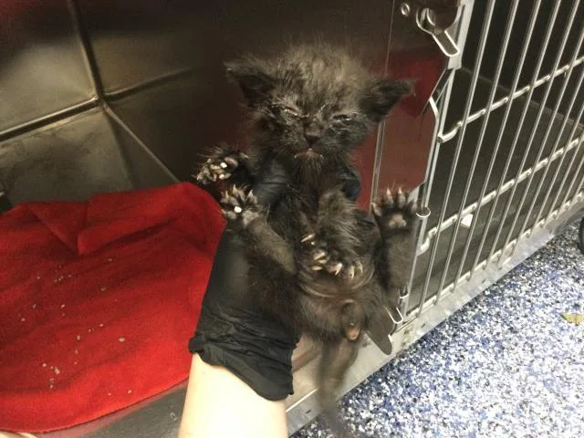 A baby small-sized female Domestic Short Hair cat named A for adoption in Thousand Palms, CA