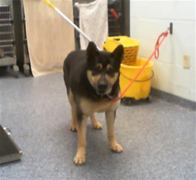 An adult large-sized male German Shepherd Dog dog named A for adoption in Charlotte, NC