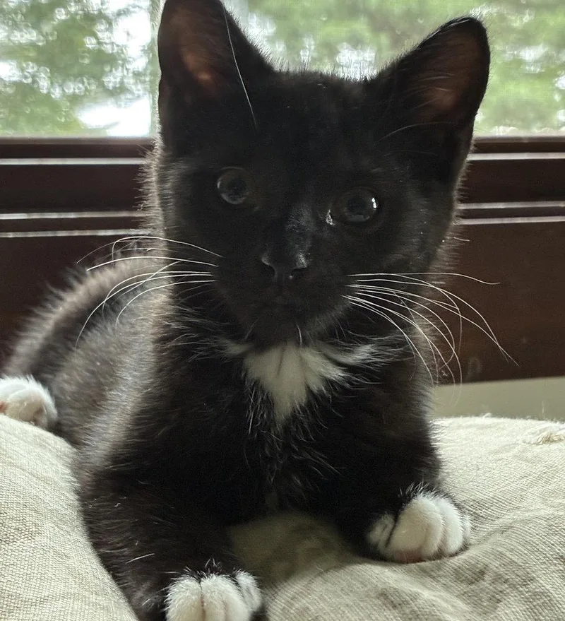 A baby medium-sized female Black & White / Tuxedo Domestic Short Hair cat named Nelly for adoption in Candler, NC