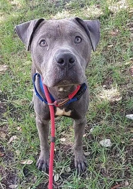An adult large-sized male American Staffordshire Terrier dog named Stitch for adoption in Fort Lauderdale, FL