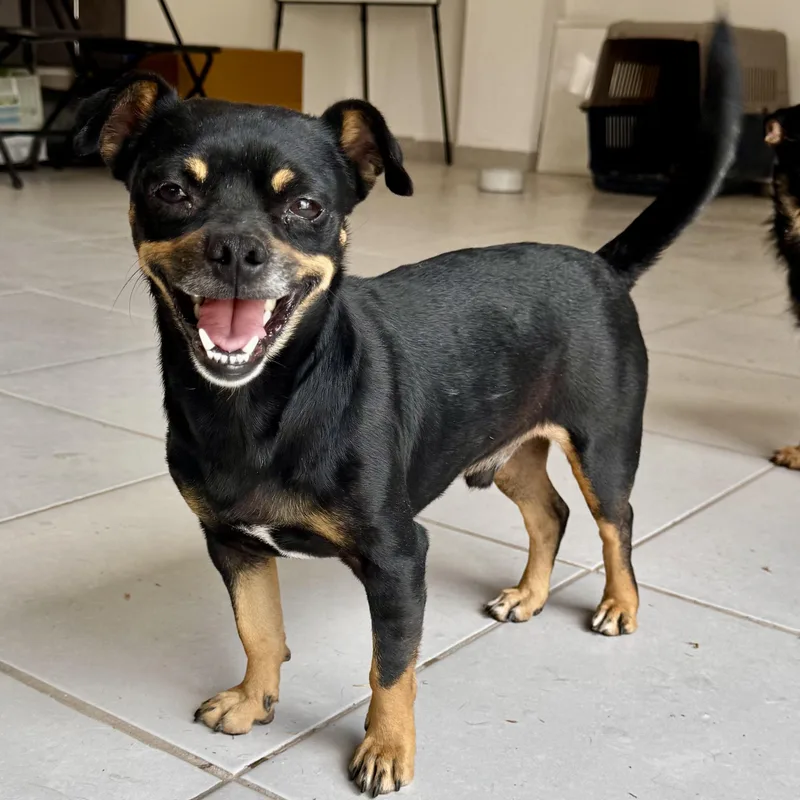 A young small-sized male Black Chug dog named Tito for adoption in Manvel, TX