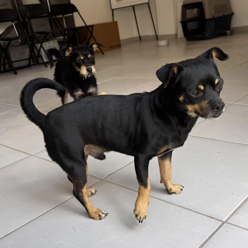 Tito thumbnail 2