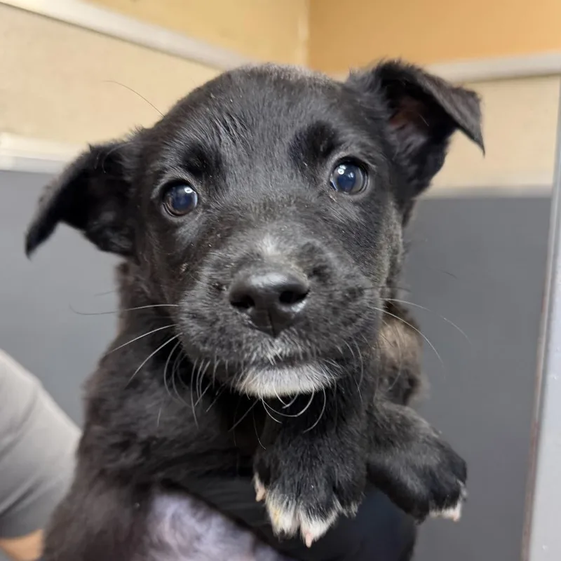 A baby small-sized male Brown / Chocolate Shepherd dog named Chewy for adoption in Palm Springs, CA