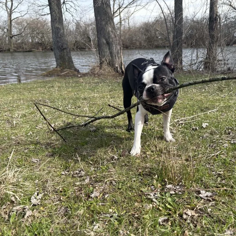 A young small-sized male Black Boston Terrier dog named Ludo for adoption in Farmersville, OH