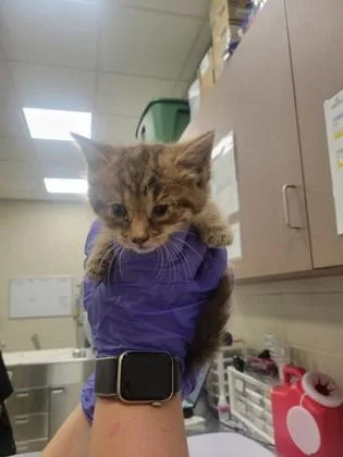 A baby small-sized female Domestic Short Hair cat named Brenna for adoption in Fishers, IN