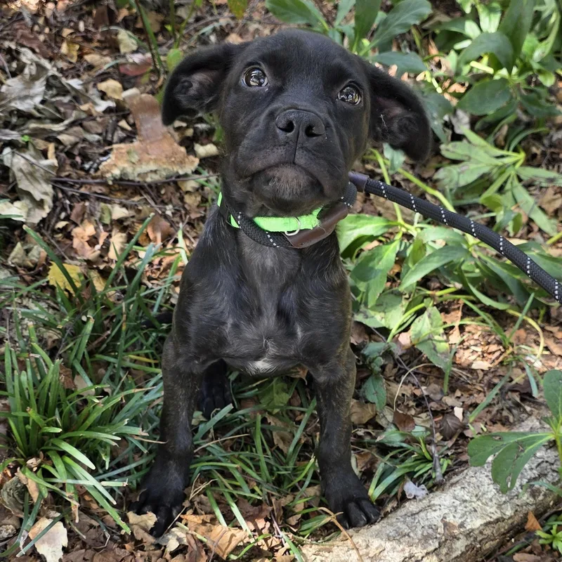A young medium-sized female Mixed Breed dog named Darcy for adoption in Greensboro, NC