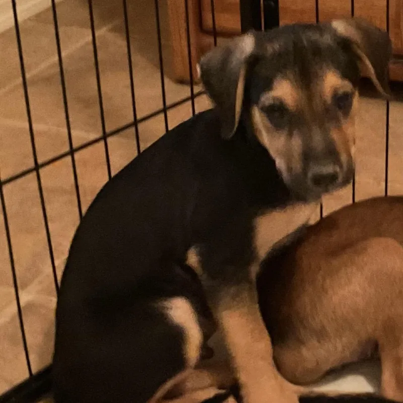 A baby medium-sized male Black Shepherd dog named Reggie for adoption in Phoenix, AZ