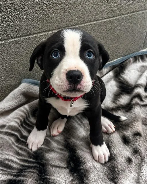 A baby small-sized female Pit Bull Terrier dog named Katherine for adoption in Statesville, NC