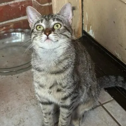 A young medium-sized female Tabby (Brown / Chocolate) Domestic Short Hair cat named Remy for adoption in Warr Acres, OK