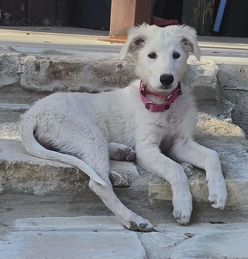 Maisy thumbnail 6