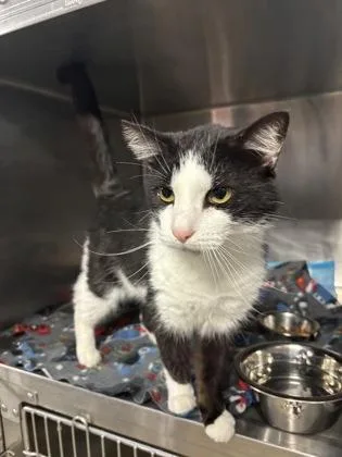 An adult medium-sized male Black & White / Tuxedo Domestic Short Hair cat named Clover for adoption in Lafayette, IN
