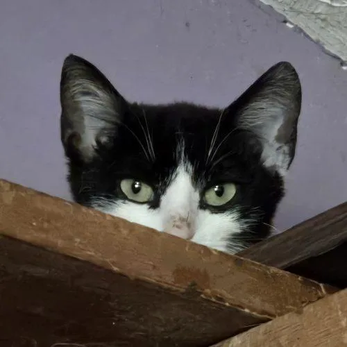 A young small-sized female Tuxedo cat named Shawnee for adoption in Knoxville, TN