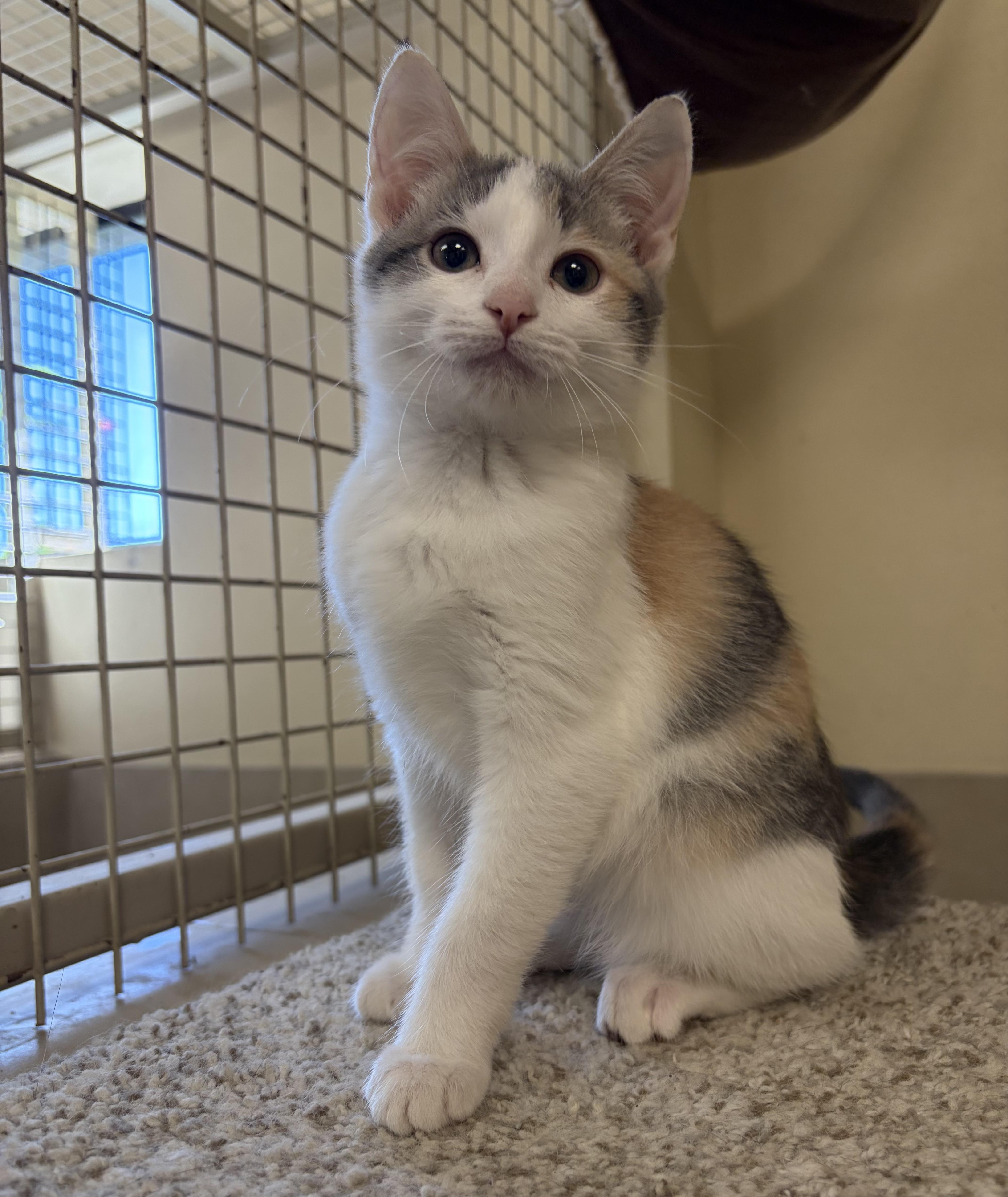 A baby medium-sized female Calico cat named Ivy for adoption in Kerrville, TX