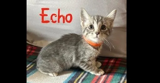 Echo